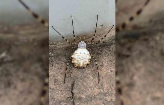 Gümüşhane’de dünyanın en zehirli örümcekleri...