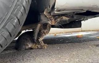 Güngören’de araç motoruna sıkışan kedi kurtarıldı