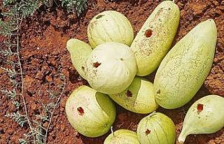 Hasat için bostana giden üreticiler büyük şok...