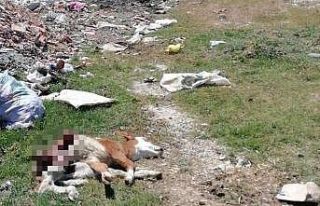 Hastalık sebebiyle ölen hayvanı, yol kenarına...