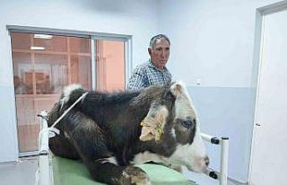 Hatalı doğum kurbanı 40’ın üzerindeki buzağı...