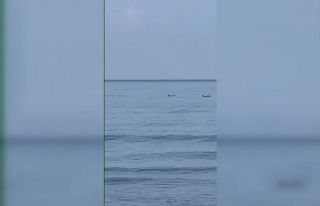 Hatay’da vatandaşlar yunuslarla birlikte yüzdü