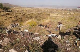 Hayvanlar zifte telef oldu