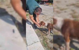 Hayvansever vatandaş sıcaktan bunalan köpeğe elleriyle...