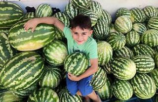 ’Hıdıroz’ karpuzu tezgahlardaki yerini aldı