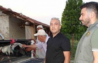 Hisarcık’ta vatandaşların bulduğu yaralı leylek...