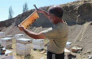 Iğdır’da bal hasadında bu yıl istenilen randıman...