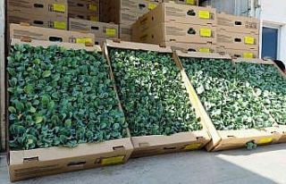 İhracata uygun sebze üretimi için 240 bin fide...