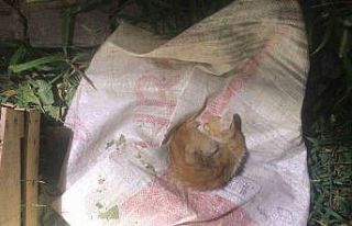 İkizlerin duyarlılığı kediyi hayata bağladı