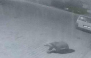 İlçe merkezine inen ayı kamerada