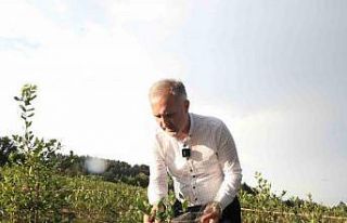 İnegöl’de üretilen yaban mersini 5 ülkeye ihraç...