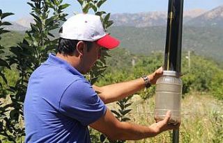 Işıklı tuzaklarla 893 adet haziran böceği ergini...