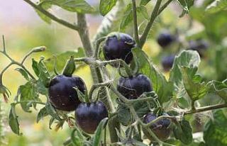 İsrail’e inat ürettiği ata tohumlarını ücretsiz...