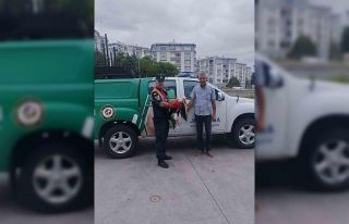 Jandarma, devriye faaliyetinde yaralı leylek buldu