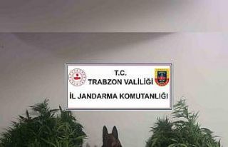 Jandarmadan kenevir operasyonu