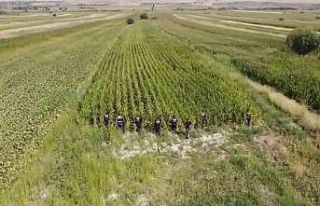 Jandarmadan mısır tarlasına "Dron" destekli...
