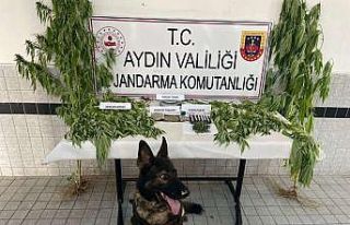 Jandarmadan uyuşturucu operasyonu: 27 tutuklama