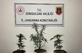 Jandarmanın arama yaptığı evde hint keneviri ele...