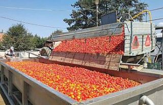 Kadınların ürettiği biber salçası Hollanda’ya...