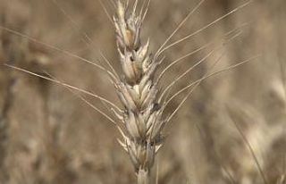 Kahramankazan’da buğday hasadı başladı