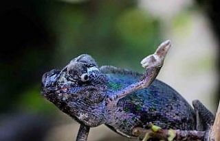 Kahramanmaraşlı fotoğrafçı 10 yıldır bukalemun...