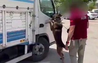 Kamyondan 6 kilo metamfetamin, 1 kilo kokain çıktı:...