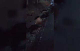 Kamyonet koyun sürüsünün arasına daldı, 25 hayvan...