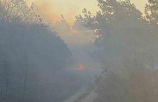 Karacabey’de orman yangını