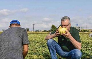 Karacabeyli çiftçiler kavun hasadından memnun