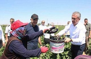 Karaman’da sebze üretimi artıyor