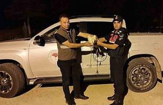 Karaman’da yaralı leylek koruma altına alındı