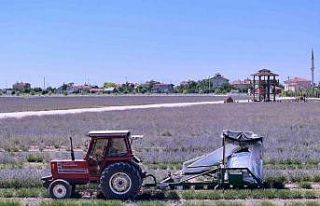 Karatay Lavanta Bahçeleri’nde hasat zamanı