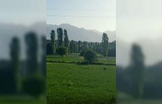 Karayoluna inen 2 kurt görüntülendi