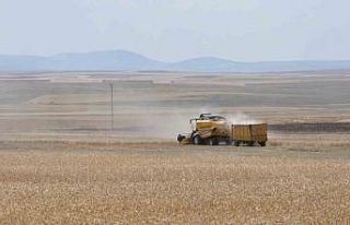 Kars’ta arpa hasadı başladı