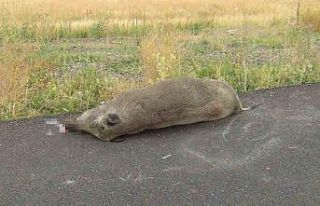 Kars’ta otomobilin çarptığı domuz telef oldu