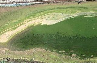 Kars’ta rengi yeşile dönen göl etrafa pis koku...