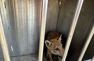 Kars’ta satılık kurt paylaşımı yapan 1 kişiye...