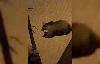 Kastamonu’da ilçe merkezine kadar inen ayı, mahalle...