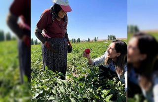 Kaymakam Eroğlu domates hasadına katıldı