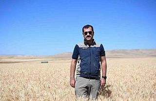 Kayseri’de yazlık buğday üretimi geleneği sürüyor