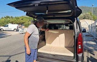 Kedi camı kafasıyla kırıp kaçtı