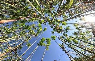 Kenevirde sözleşmeli üretime geçildi, ekim alanı...