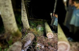 Kestiği ağacın altında kalan orman işçisi hayatını...