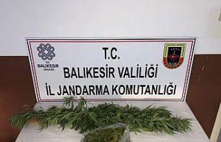 Kirazlı Manastırı mevkiinde kenevir bulundu