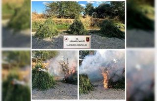 Kırklareli’nde 372 bin 637 kök kenevir ele geçirildi