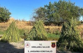 Kırklareli’nde 745 bin kök kenevir ele geçirildi