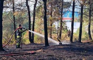 Kocaeli’de orman yangını