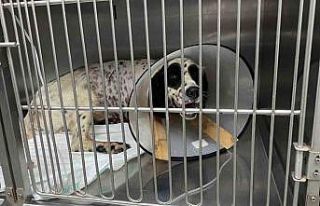 Komşusunun av tüfeği ile vurduğu köpeğinin ayağı...