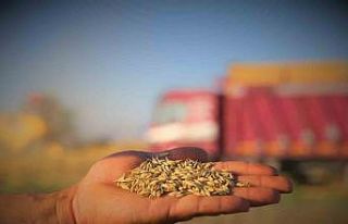 Konya Ovası’ndaki buğday hasadında 2 milyon 400...