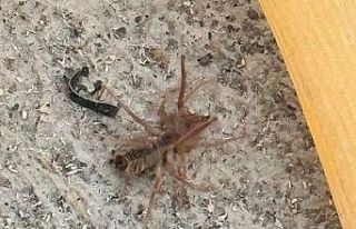 Konya’da etobur "Sarıkız" örümceği...